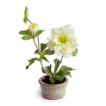 Load image into Gallery viewer, Lenten Rose in Terracotta
