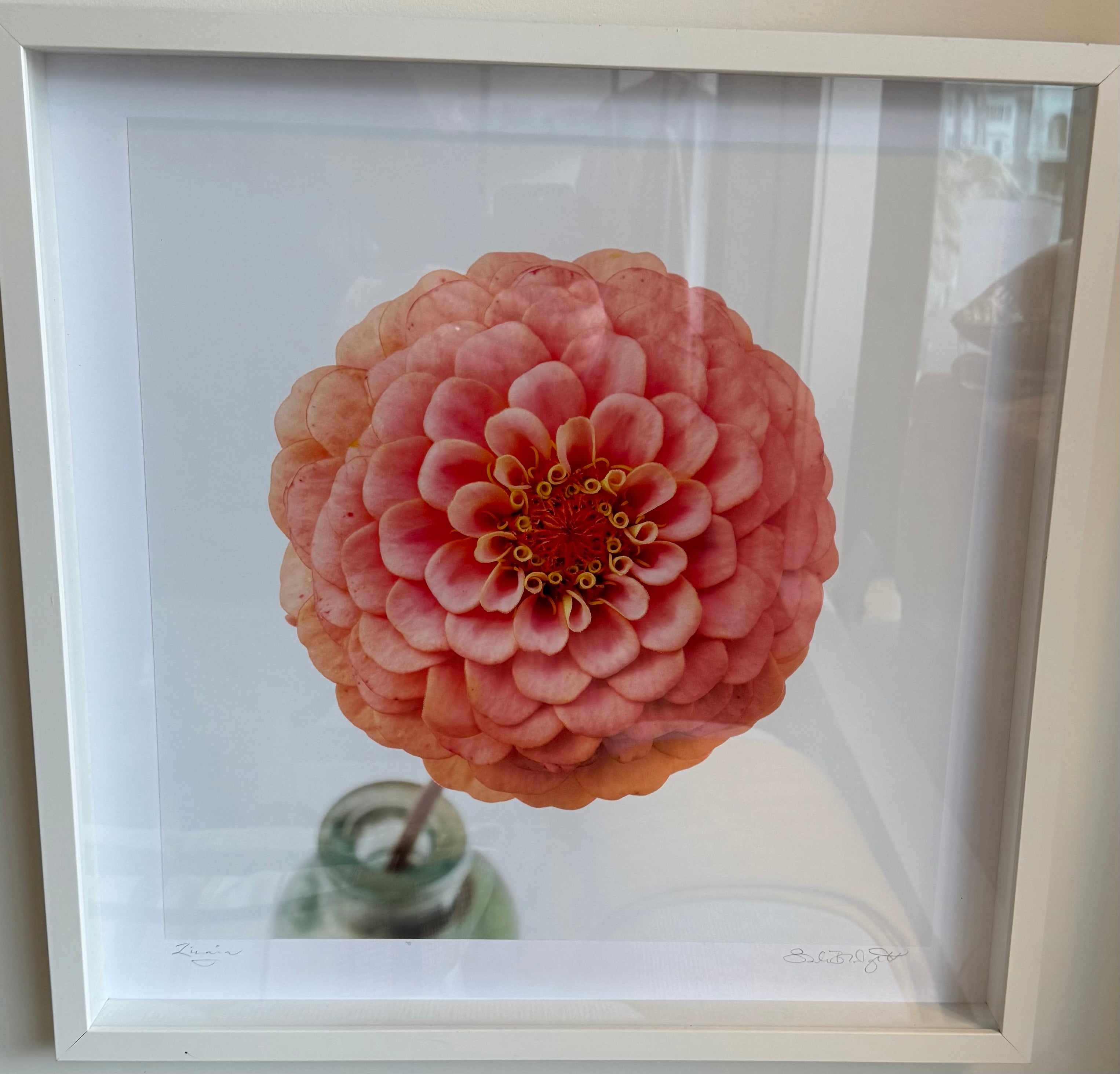 Flower Study #3 by Sarah Blodgett