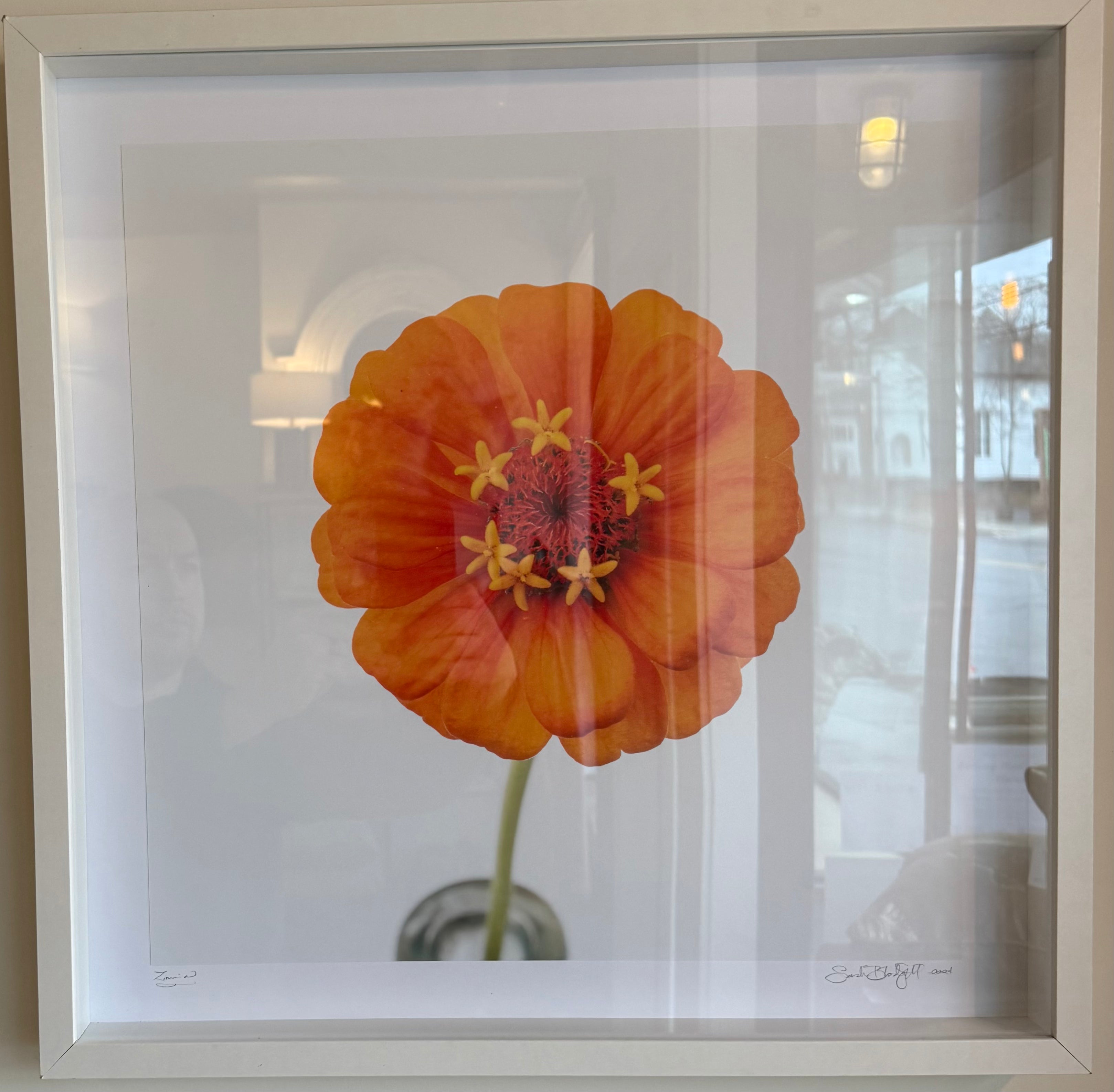 Flower Study #2 by Sarah Blodgett