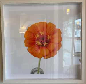 Flower Study #2 by Sarah Blodgett