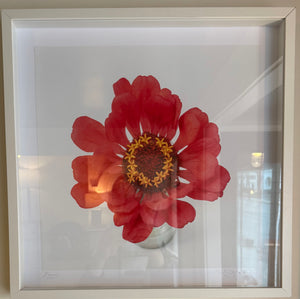 Flower Study #1 by Sarah Blodgett