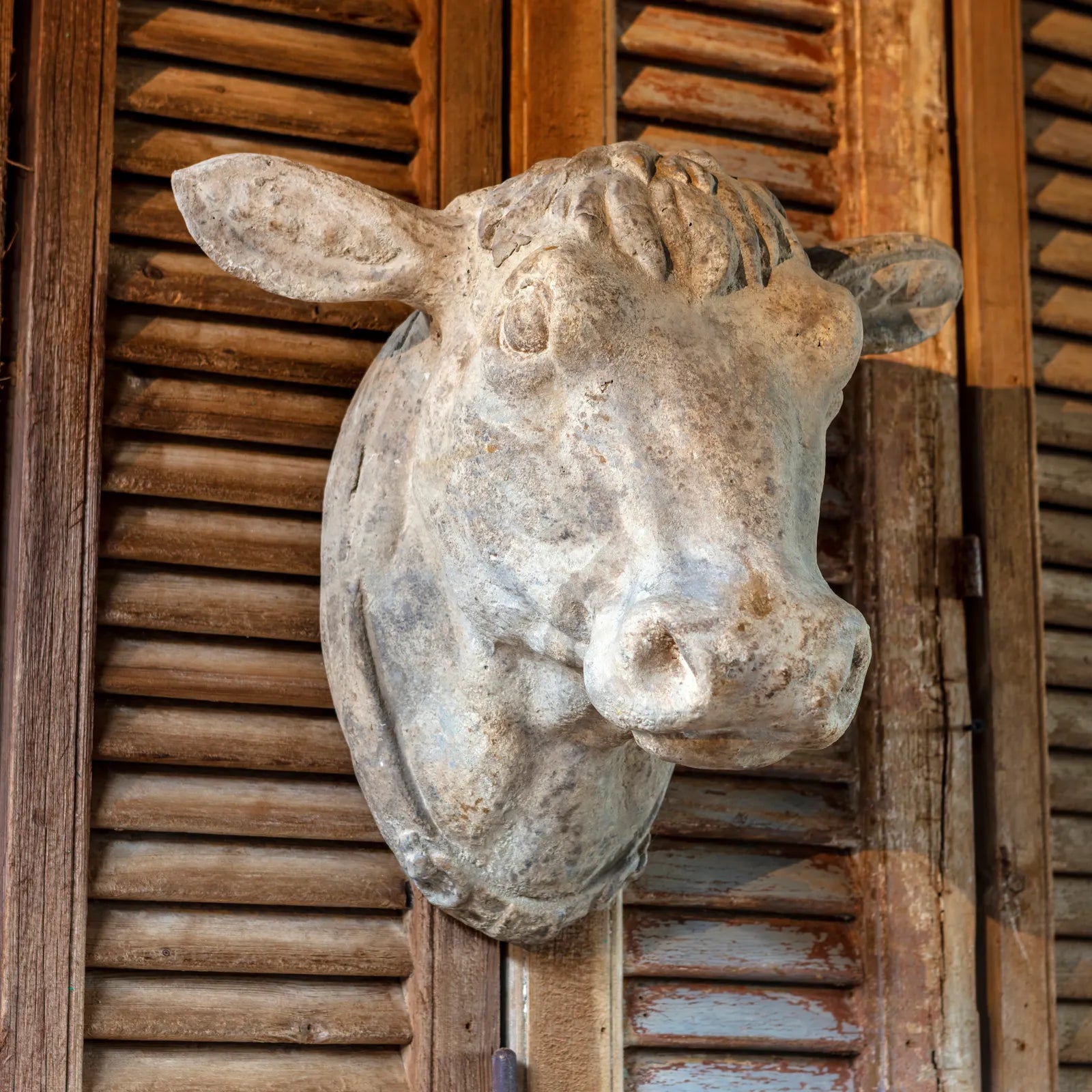 Weathered Cow's Head