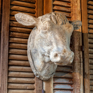 Weathered Cow's Head