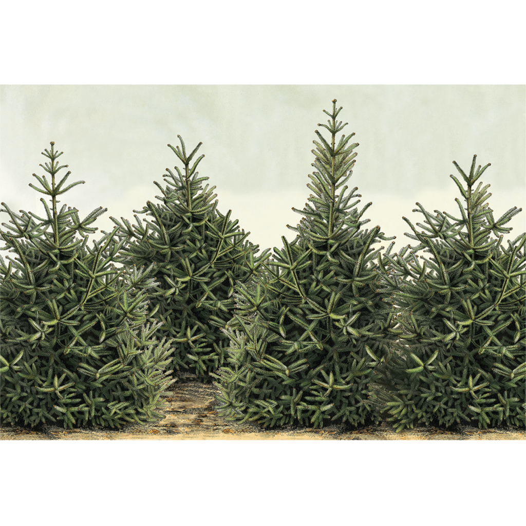 Fir Tree Placemat