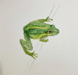 Frog Study by Janis Nightingale